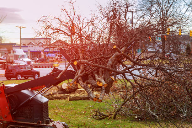 Best Leaf Removal  in Georgetown, OH