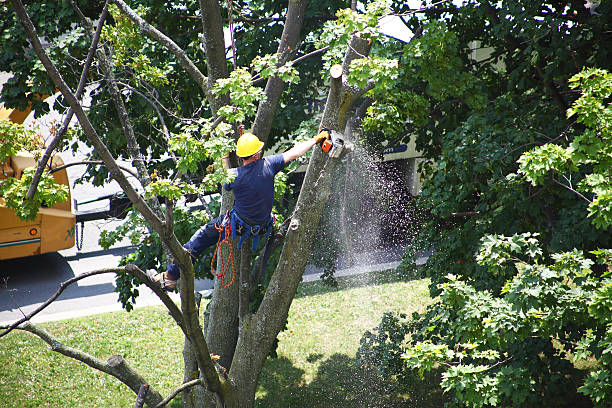Best Stump Grinding and Removal  in Georgetown, OH